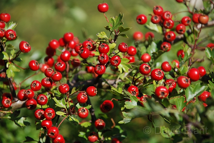 Hawthorn fruit - A.JPG - Hawthorn fruits - Bedfordshire